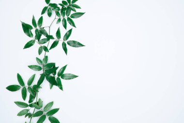 Beyaz arka planda yeşil yapraklar. Düz konum, üst görünüm, boşluk.