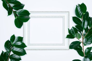 Beyaz arkaplanda beyaz fotoğraf çerçeveli yeşil yapraklar. Düz konum, üst görünüm, boşluk.