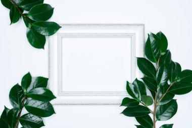 Beyaz arkaplanda beyaz fotoğraf çerçeveli yeşil yapraklar. Düz konum, üst görünüm, boşluk.