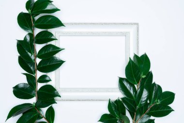 Beyaz arkaplanda beyaz fotoğraf çerçeveli yeşil yapraklar. Düz konum, üst görünüm, boşluk.