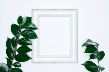 Beyaz arkaplanda beyaz fotoğraf çerçeveli yeşil yapraklar. Düz konum, üst görünüm, boşluk.