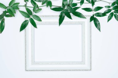 Beyaz arkaplanda beyaz fotoğraf çerçeveli yeşil yapraklar. Düz konum, üst görünüm, boşluk.