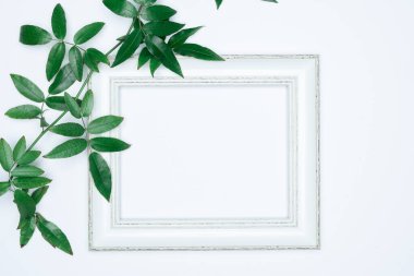 Beyaz arkaplanda beyaz fotoğraf çerçeveli yeşil yapraklar. Düz konum, üst görünüm, boşluk.
