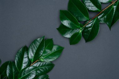 Siyah arka planda yeşil yapraklar. Düz konum, üst görünüm, boşluk.
