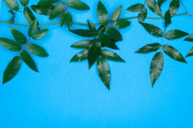 Mavi arka planda yeşil yapraklar. Düz konum, üst görünüm, boşluk.