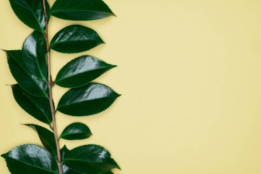Sarı arka planda yeşil yapraklar. Düz konum, üst görünüm, boşluk.