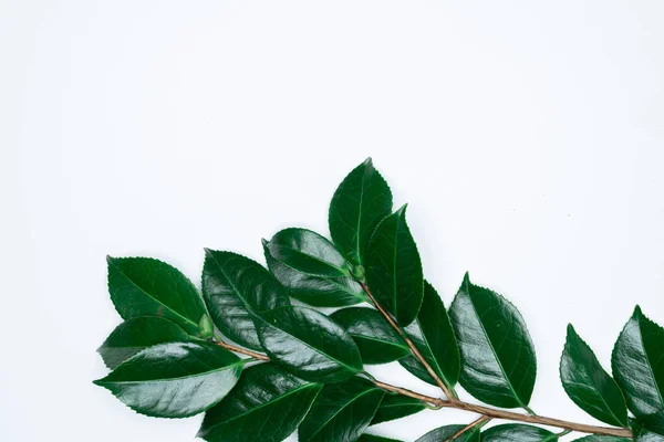 Beyaz arka planda yeşil yapraklar. Düz konum, üst görünüm, boşluk.