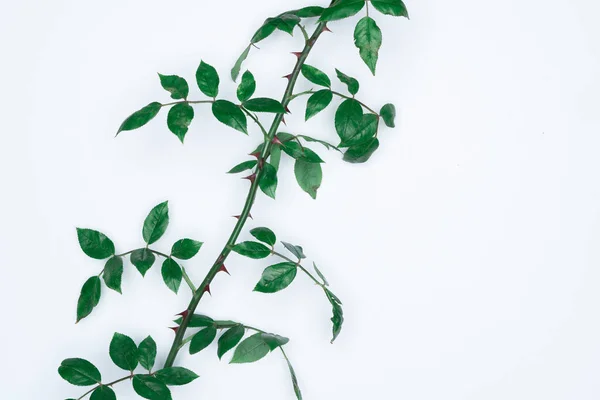 Feuilles Vertes Sur Fond Blanc Plat Vue Sur Dessus Espace — Photo