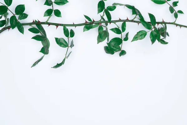 Feuilles Vertes Sur Fond Blanc Plat Vue Sur Dessus Espace — Photo