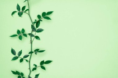 Yeşil arka planda yeşil yapraklar. Düz konum, üst görünüm, boşluk.