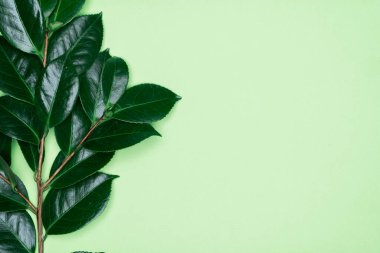 Yeşil arka planda yeşil yapraklar. Düz konum, üst görünüm, boşluk.