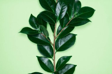 Yeşil arka planda yeşil yapraklar. Düz konum, üst görünüm, boşluk.