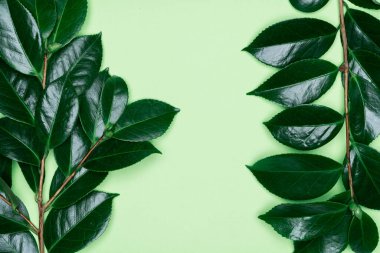 Yeşil arka planda yeşil yapraklar. Düz konum, üst görünüm, boşluk.