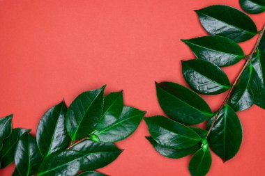 Kırmızı arka planda yeşil yapraklar. Düz konum, üst görünüm, boşluk.