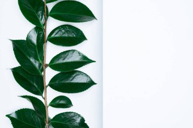 Beyaz arka planda yeşil yapraklar. Düz konum, üst görünüm, boşluk.