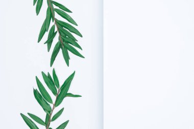 Beyaz arka planda yeşil yapraklar. Düz konum, üst görünüm, boşluk.