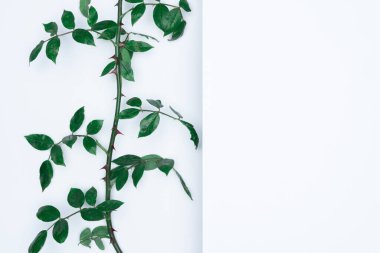 Beyaz arka planda yeşil yapraklar. Düz konum, üst görünüm, boşluk.