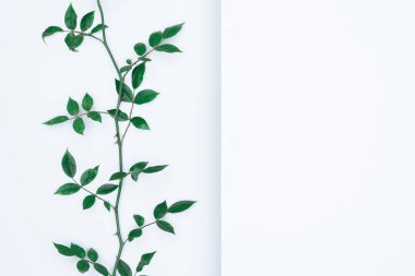 Beyaz arka planda yeşil yapraklar. Düz konum, üst görünüm, boşluk.