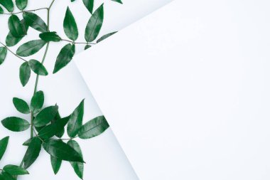 Beyaz arka planda yeşil yapraklar. Düz konum, üst görünüm, boşluk.