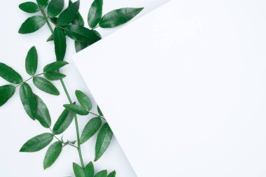 Beyaz arka planda yeşil yapraklar. Düz konum, üst görünüm, boşluk.