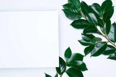 Beyaz arka planda yeşil yapraklar. Düz konum, üst görünüm, boşluk.