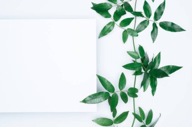 Beyaz arka planda yeşil yapraklar. Düz konum, üst görünüm, boşluk.