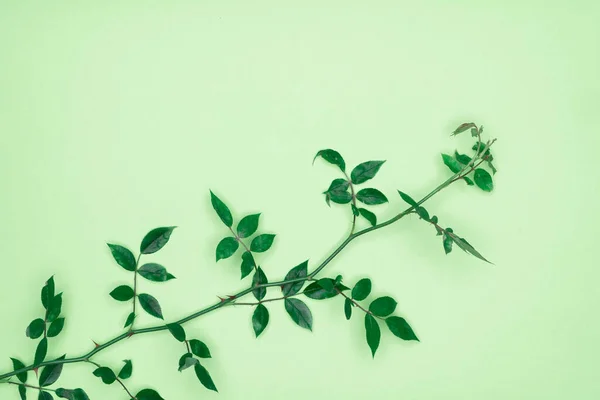 배경에 위에서 — 스톡 사진