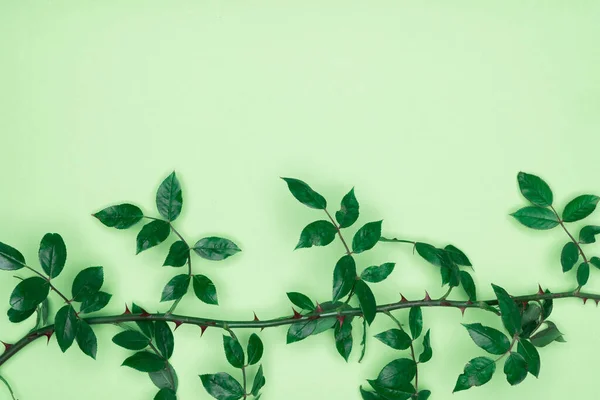 Feuilles Vertes Sur Fond Vert Plat Vue Sur Dessus Espace — Photo