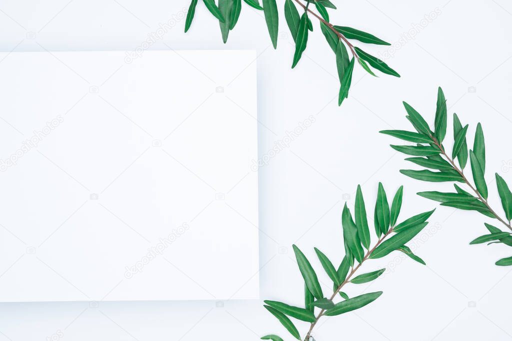 Green leaves on white background. Flat lay, top view, space.