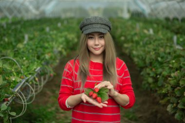 Çiçekteki çilekleri toplayan güzel bir kadın..