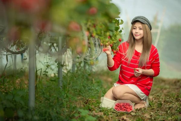 Una Bella Donna Che Raccoglie Fragole Nella Pianta — Foto Stock