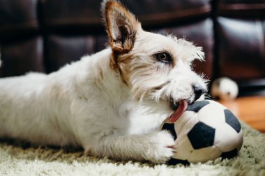 Jack Russell oturma odasında uzun saçlı..