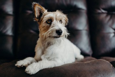 Jack Russell oturma odasında uzun saçlı..