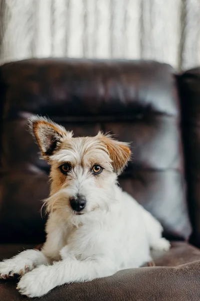 Jack Russell oturma odasında uzun saçlı..