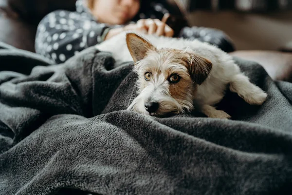 Oturma odasında köpeği olan bir kız kanepede uyuyor. İnsan ve evcil hayvan birlikte. Uzun saçlı küçük Jack Russell Terrier.