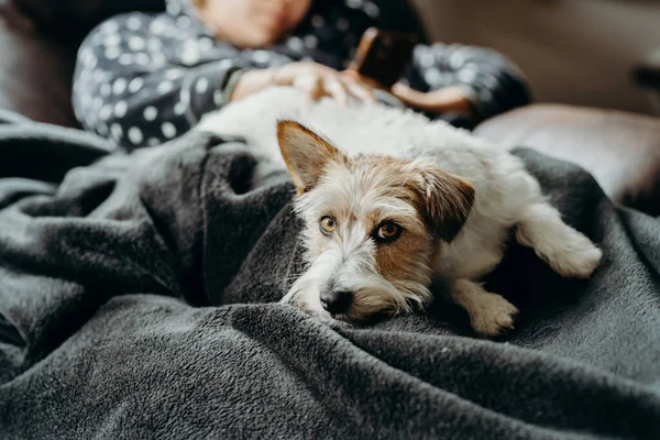 Oturma odasında köpeği olan bir kız kanepede uyuyor. İnsan ve evcil hayvan birlikte. Uzun saçlı küçük Jack Russell Terrier.