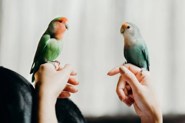 Lovebird 'le birlikte oturma odasında yaşayan bir kadın. Evcil hayvan bakım, hayvan sağlığı ve insan yaşam tarzı kavramları.