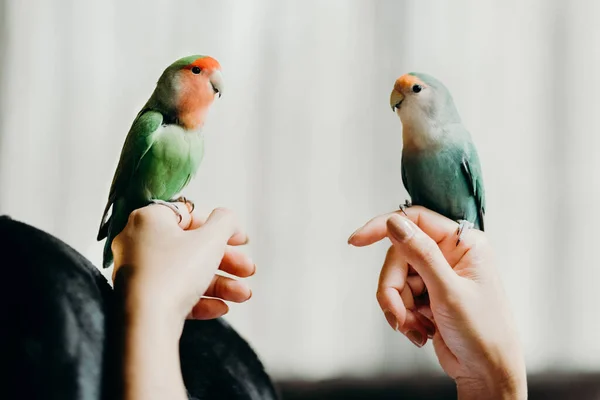 Lovebird 'le birlikte oturma odasında yaşayan bir kadın. Evcil hayvan bakım, hayvan sağlığı ve insan yaşam tarzı kavramları.