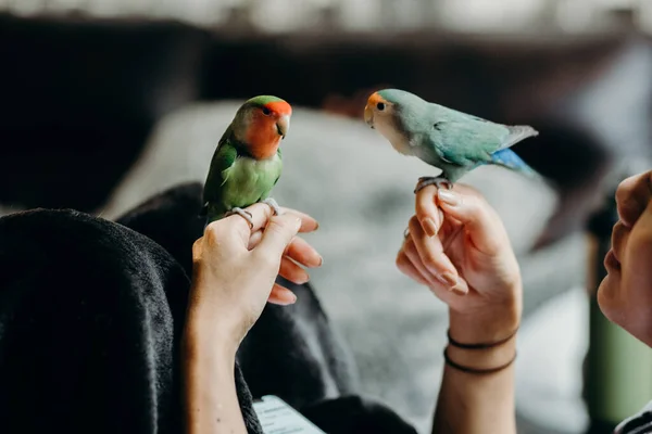 Lovebird 'le birlikte oturma odasında yaşayan bir kadın. Evcil hayvan bakım, hayvan sağlığı ve insan yaşam tarzı kavramları.
