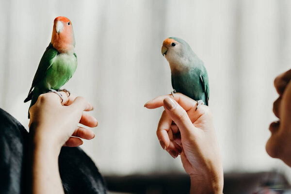 Woman liviing with Lovebird on hand in livingroom. Concept for pets nursery ,animal health and people lifestyle.