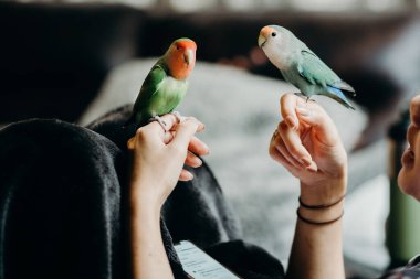 Lovebird 'le birlikte oturma odasında yaşayan bir kadın. Evcil hayvan bakım, hayvan sağlığı ve insan yaşam tarzı kavramları.