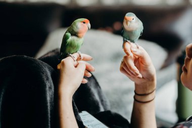 Lovebird 'le birlikte oturma odasında yaşayan bir kadın. Evcil hayvan bakım, hayvan sağlığı ve insan yaşam tarzı kavramları.