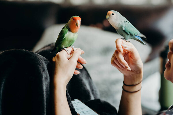 Woman liviing with Lovebird on hand in livingroom. Concept for pets nursery ,animal health and people lifestyle.