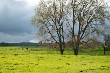 Bulutlu bir günde iki at çayırda duruyor..