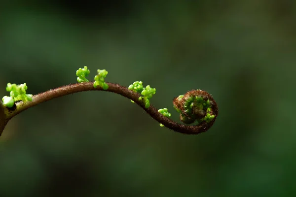 Yeni Zelanda 'da yağmur ormanlarında gümüş eğreltiotu..