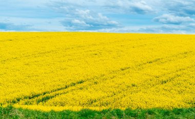 Sarı kanola yağı, fosil yakıtlara alternatif olarak sağlıklı bir pişirme yağı ya da biyodizele dönüşüm olarak yetişir..