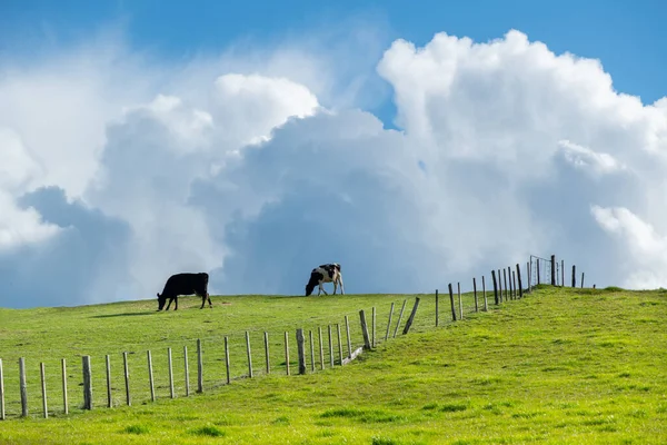 Grünes Ackerland Mit Schwarz Weißen Kühen Bergrücken Eines Hügels Dahinter — Stockfoto