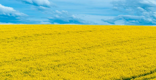 Yellow crop of canola oil tree grown as a healthy cooking oil or conversion to biodiesel as an alternative to fossil fuels.