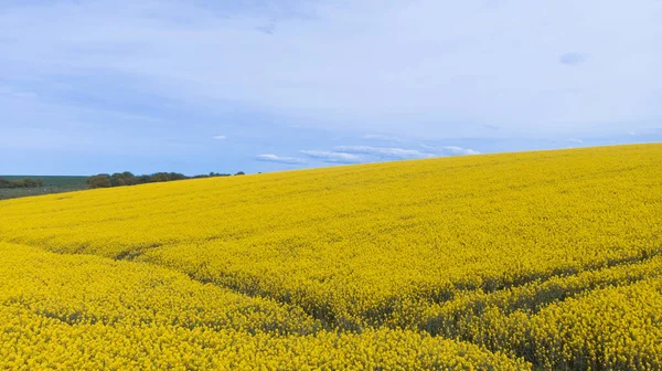 Желтый Урожай Канолы Выращенный Качестве Здорового Растительного Масла Превращения Биодизель — стоковое фото
