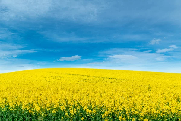 Yellow crop of canola oil tree grown as a healthy cooking oil or conversion to biodiesel as an alternative to fossil fuels.